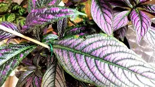 STROBILANTHES DYERIANUS O ESCUDO PERSA - COMO CUIDAR