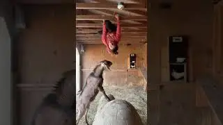 Girl get freighted by goat 😆😆