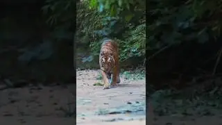 Bandhavgarh Tiger Reserve||Jungle Safari me Tigress ki sighting hui||#wildlife#tiger #animals#lion