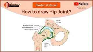 How to draw Hip Joint with Dr. Vaishaly Bharambe? | Sketch & Recall