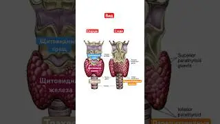 #medical #illustration #medicine #doctor