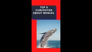 TOP 5 CURIOSITIES ABOUT WHALES #Shorts