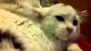 kittties!