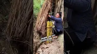 Chinese roast sugarcane in fire: #sugarcane #agriculture #shorts