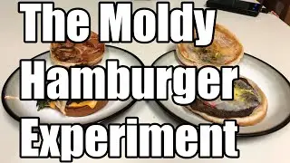 The Moldy Hamburger Experiment