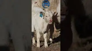 Charolais
