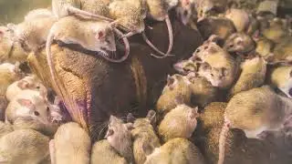 How to Keep Rat Populations Down with Birth Control for Rats