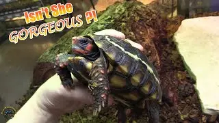 Introducing the Most Beautiful Red Foot Tortoise Who Needs a Good Home! ✨🐢✨