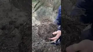 D&eacute;placer le thym... Et les aromatiques