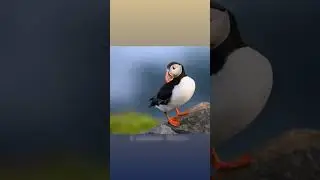 Newfoundland Puffins and Gannets Photo Workshop 2026 #birdphotography #wildlifephotography