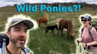 Hiking with WILD PONIES on Virginia's Highest Mountain