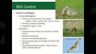 Richardson Ground Squirrel Management: January 20, 2026