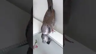 Maya cooing mirror