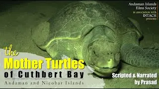 The Mother Turtles of Cuthbert Bay - Andaman Documentary