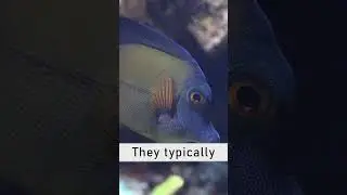 Scopas Tang  fish #coralfish #fish #swimming