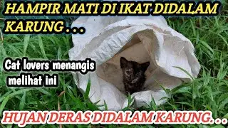 ANAK KUCING DI IKAT DALAM KARUNG DAN DIBUANG DI SEMAK-SEMAK‼️