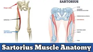 Sartorius Muscle Anatomy - Origin Insertion Action - 3D Video