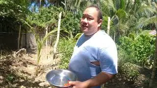 harvesting tomatoes in tropical countryside #philippines #homesteading #organic