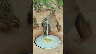 Wow, the quail trap works 100% with a pot lid #shorts #trapmaking #easytrap #btairtrap #besttrap