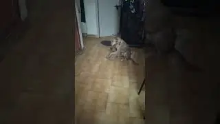 Small dog (Nila) playing with a little grown up dog (Fluffy), Fluffy Scooby Nila