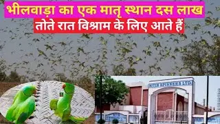 🐦Parrots Palace Nitin spinners Ltd. | ऐसा नजारा कही नही मिलेगा |