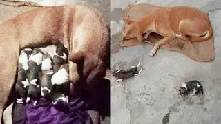 #Street dogs are now giving birth to puppies....🐕😍🐕#Ani's Creativity 🐕#Street Dog Lover 🦮