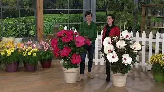 Cottage Farms 2-piece Exotic Paradise Hardy Hibiscus on QVC