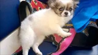 Мой фильм шанталь 30 мая