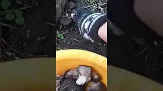 Собираю грибы в декабре)