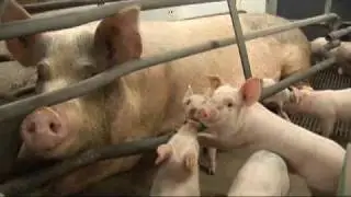 Sick as a pig: how factory farmed animals are brewing up MRSA