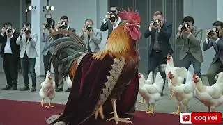 The Royal Rooster on the Red Carpet  | Majestic King Chicken Stuns the Crowd!