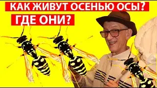 Где Прячутся Осенью Осы в Городе? Бумажнае Осы Polistes (Vespidae) - Удивительные Насекомые.