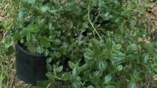 Brian's Grow Food Party