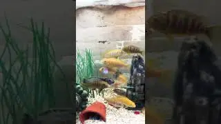 Small Monster Fish Cichlids 🐟🔥 | Powerful Baby Monsters #aquariumfish #youtubeshorts #viralshorts