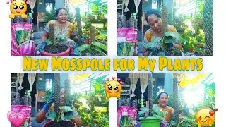 How to mosspole your plants at home// Homemade Mosspole usages Tips||New info is here||