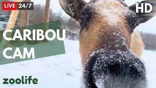 🔴 LIVE: Caribou in Christmas, Relaxing Cute 