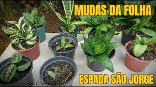 COMO FAZER MUDAS DA FOLHA!  Segredo da Espada de São Jorge: Oxigênio 24h e Mudas de Folha Infalíveis