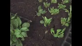 Sustainable Substrates for Nursery Production