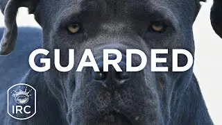 Impact Rock Church: Message - Guarded (Mark Harper)  1-11-26
