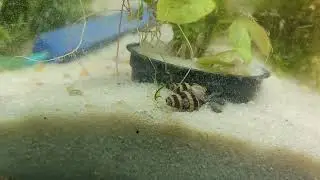 Assassin snail breeding