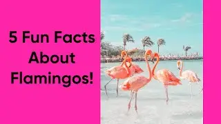 flamingos1