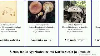 Sienet, lahko Agaricales, heimo K&auml;rp&auml;ssienet ja limalakit amanita fungus australis aestivalis