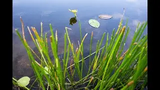 Working with HOAs on Stormwater Management through the Healthy Ponds Program