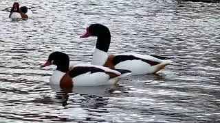 Common Shelduck