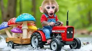 Monkey Nana Drives a tractor : The Battle to Save the Crops Between Heavy Rain and a Giant sun