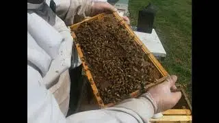 Spring Housekeeping Hive 2, Part 1 of 2