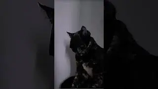 Cat Batman?🗿#edit #catrizz #catbatman #trollge