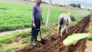 زراعة الزيتون بالمغرب واش هدى هوى وقت الخرت أجي تعرف 