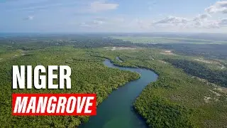 Niger Delta Mangrove Forest 🌳 | Explore Nigeria&rsquo;s Unique Ecosystem! |  Explore Edge
