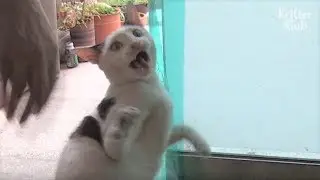 Кошка нуждалась в ком-то, на кого можно было положиться после потери котят | Криттер Клуб